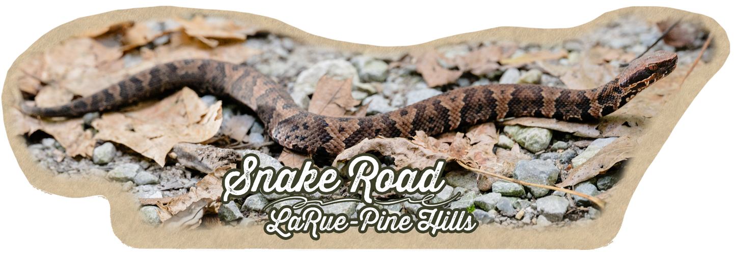 Cottonmouth Snake Sticker