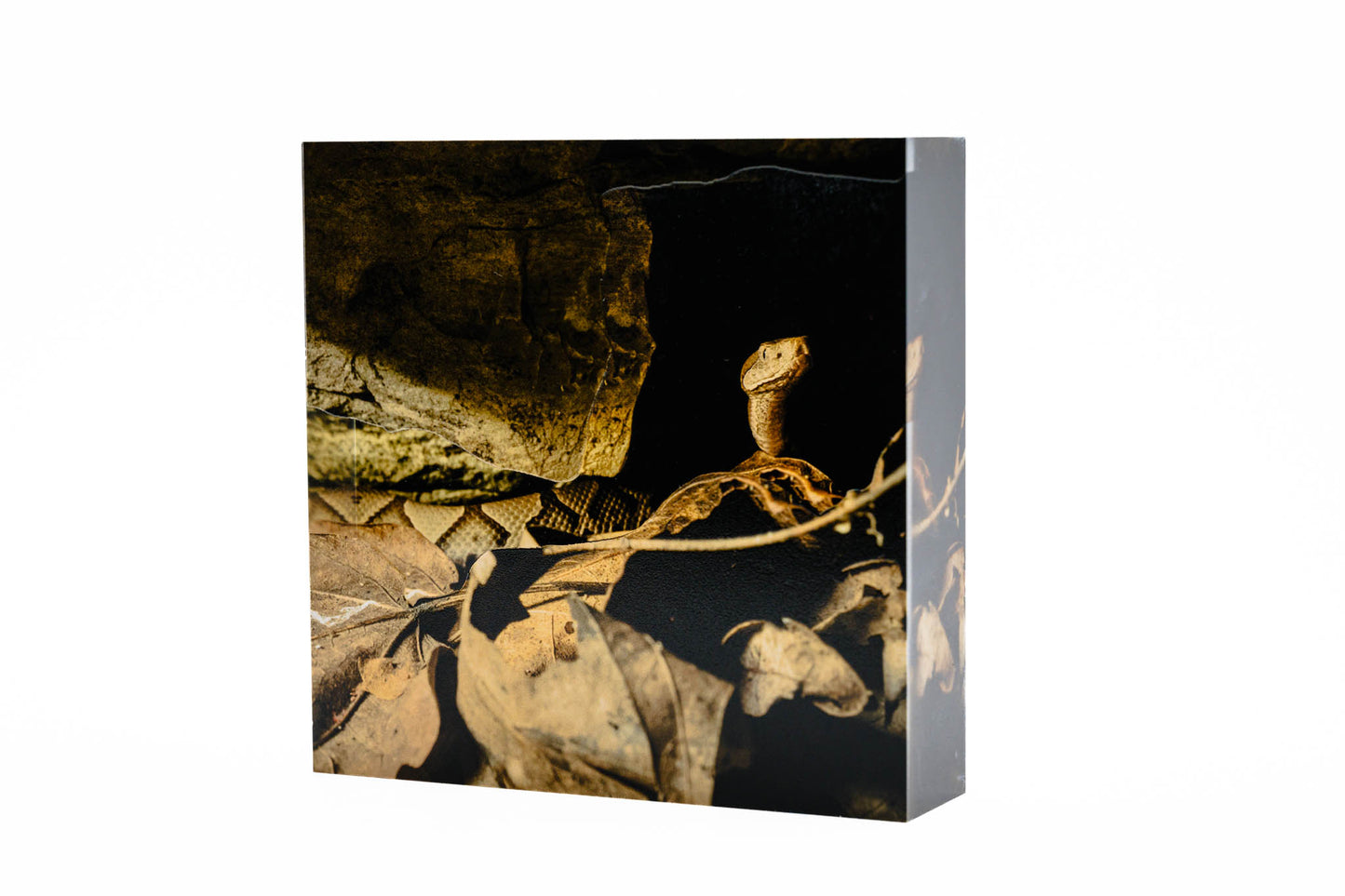 4" Acrylic Desk Art – Copperhead
