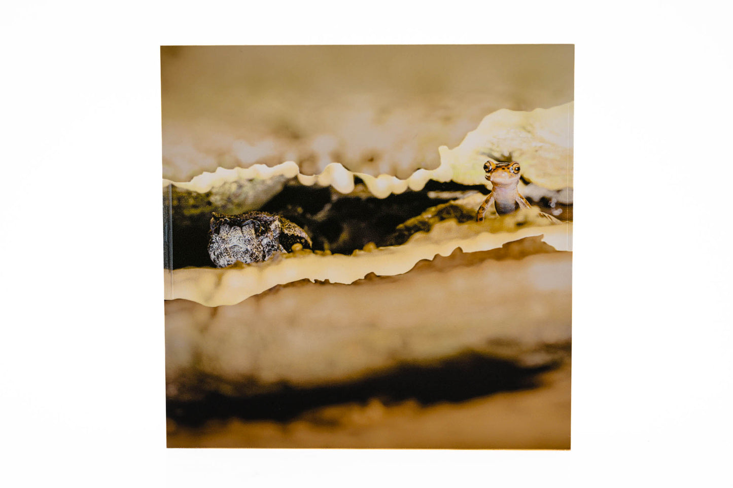 4" Acrylic Desk Art – Timber Rattlesnake