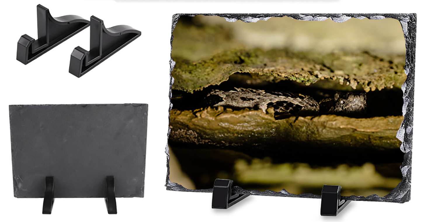 Black slate display stands shown from multiple angles, including two small stands at the top left, one flat back view at bottom left, and one holding a square photo print with a Timber Rattlesnake image.