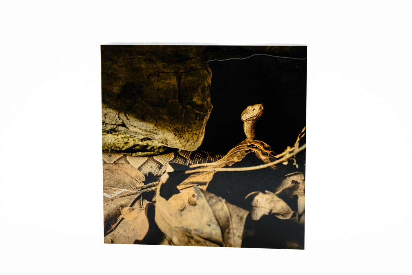 4" Acrylic Desk Art – Copperhead