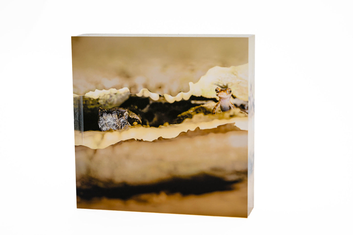 4" Acrylic Desk Art – Timber Rattlesnake