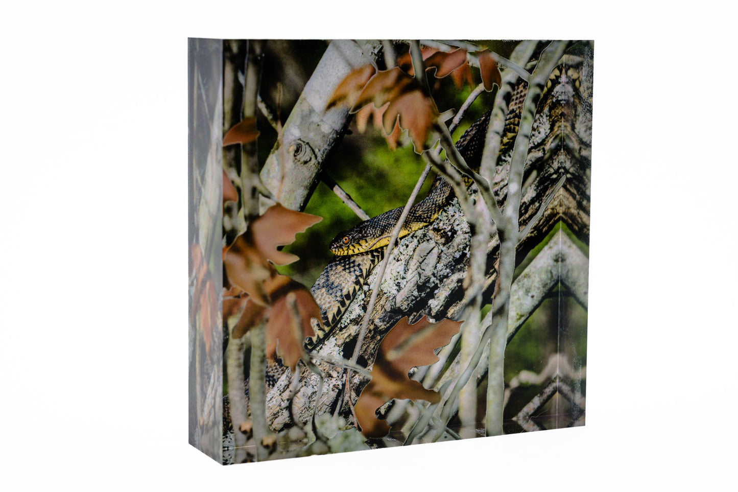 4" Acrylic Desk Art – Diamond-backed Watersnake
