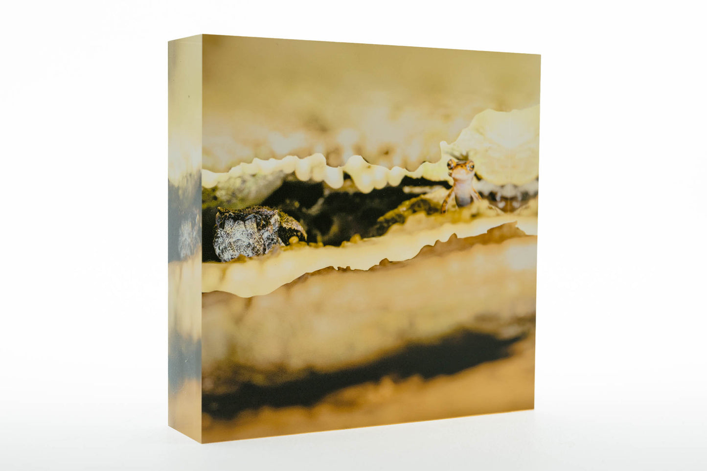Premium Acrylic Desk Art with Hand-painted 3D Rock Display