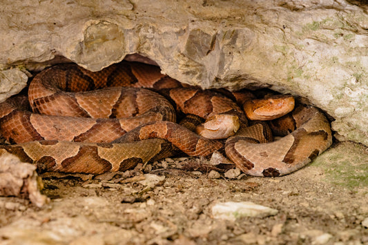 Cup O' Coppers