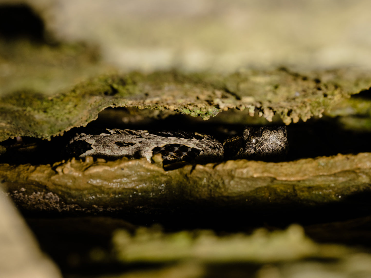 Timber Rattlesnake resting within a rocky crevice at Snake Road in southern Illinois.
