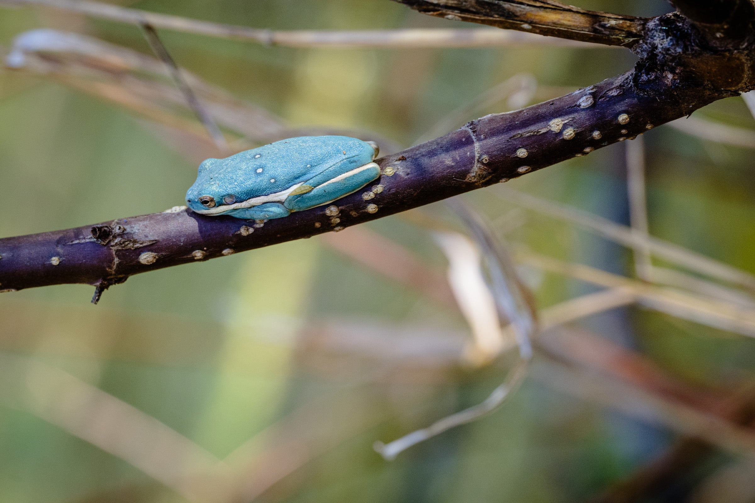 A bright blue-green tree frog clinging to a dark brown branch in a natural outdoor setting with blurred green and tan background foliage.