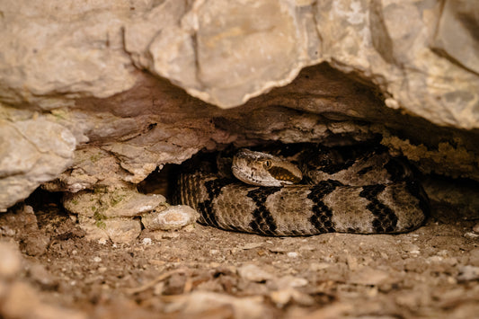 Coiled Caution